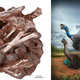 Left: The new fossil preserving an adult oviraptorid dinosaur with eggs containing embryos. Right: Artist’s interpretation of a nesting oviraptorid.